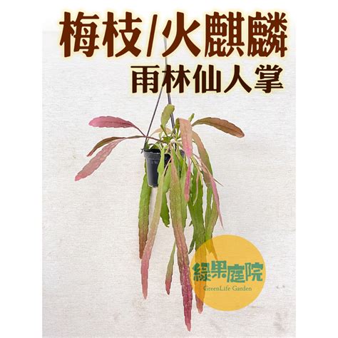 火麒麟仙人掌